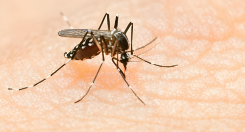 Dengue nel Pacifico occidentale: casi in aumento e sorveglianza rafforzata
